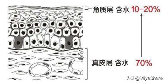 “外油内干”的皮肤别再控油！3个方法：远离出油脱皮，皮肤水嫩