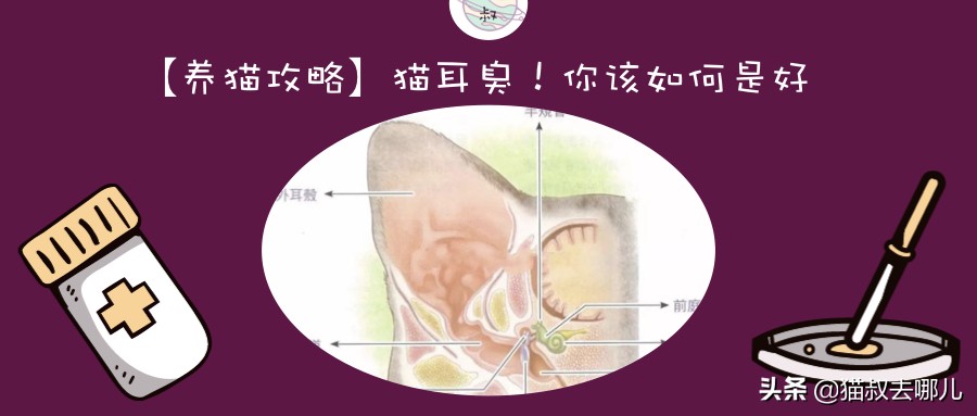 猫咪外耳炎怎么治疗,猫耳朵耳垢多怎么办