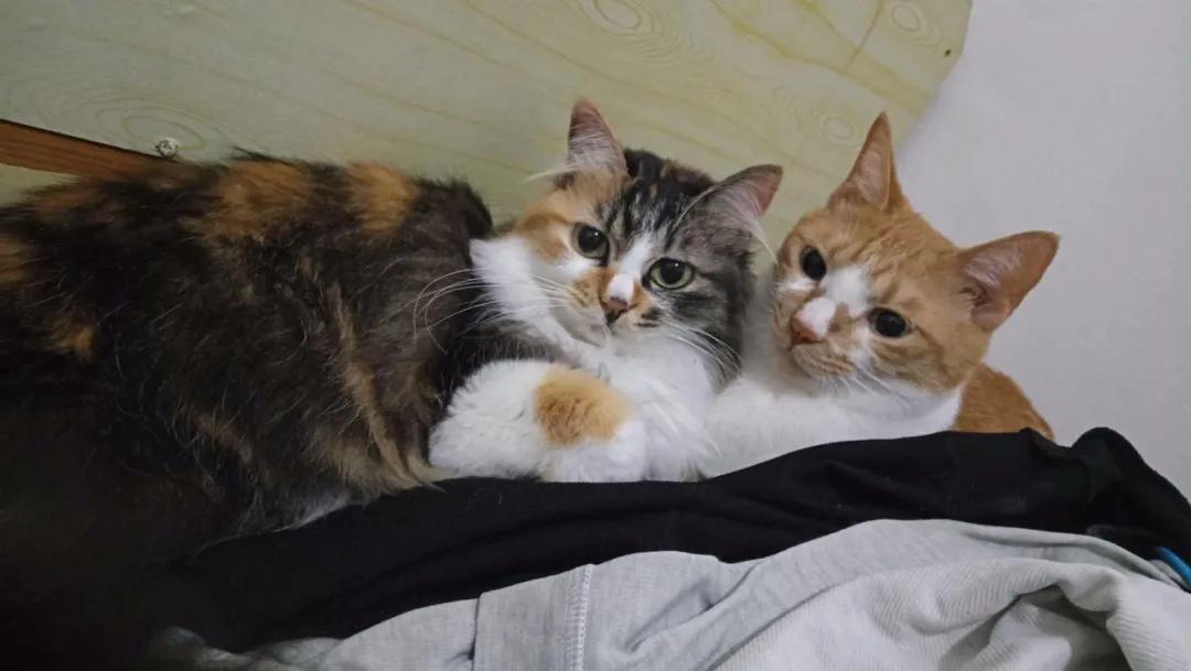 两只从来都不打架的猫咪突然打架,两只猫咪几个月还在打架