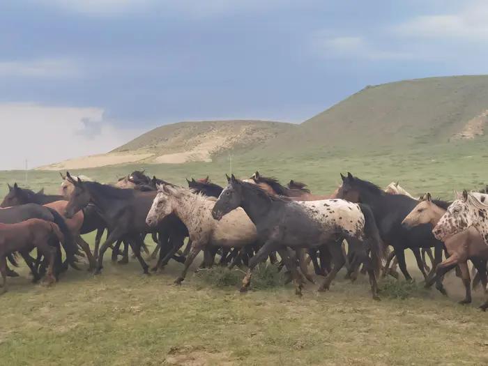 锡林郭勒草原冬天骑马,锡林郭勒盟大草原骑马
