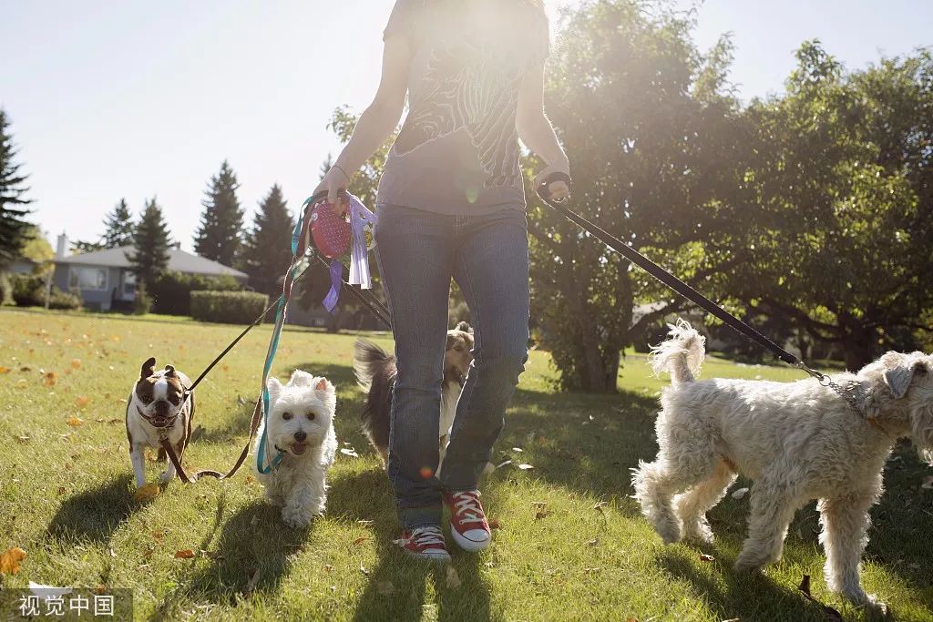 代遛狗一个月收入,代遛狗多少钱
