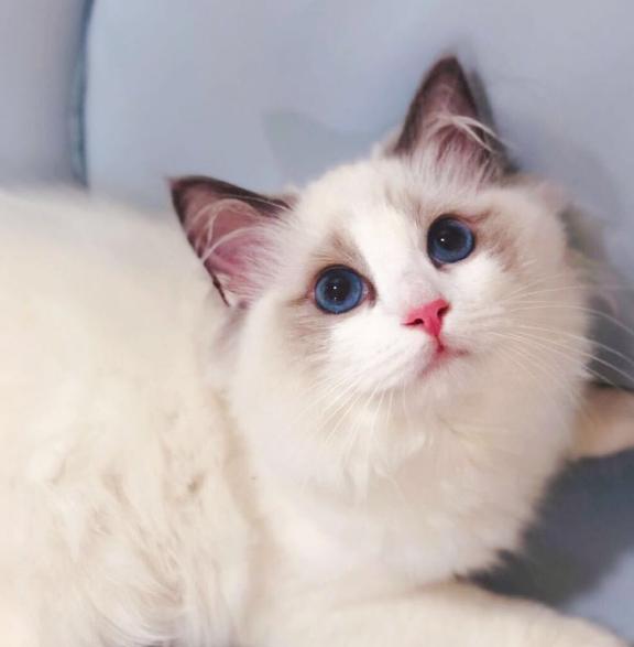 宠物猫真的比田园猫聪明吗,田园猫橘猫聪明还是狸花猫聪明