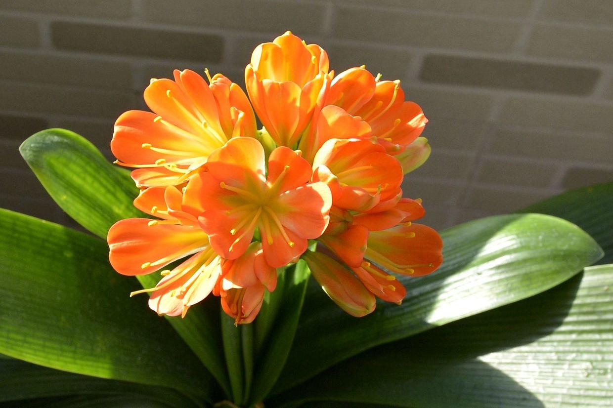 君子兰开花不出花苞是什么原因,君子兰出花苞怎样快速开花