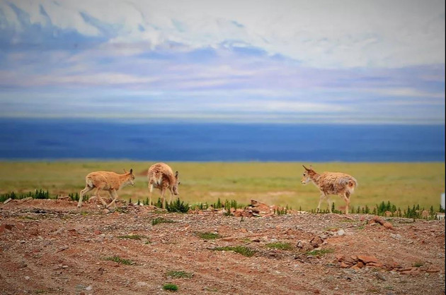 可可西里无人区很可怕吗知乎,阿里无人区和可可西里哪个可怕