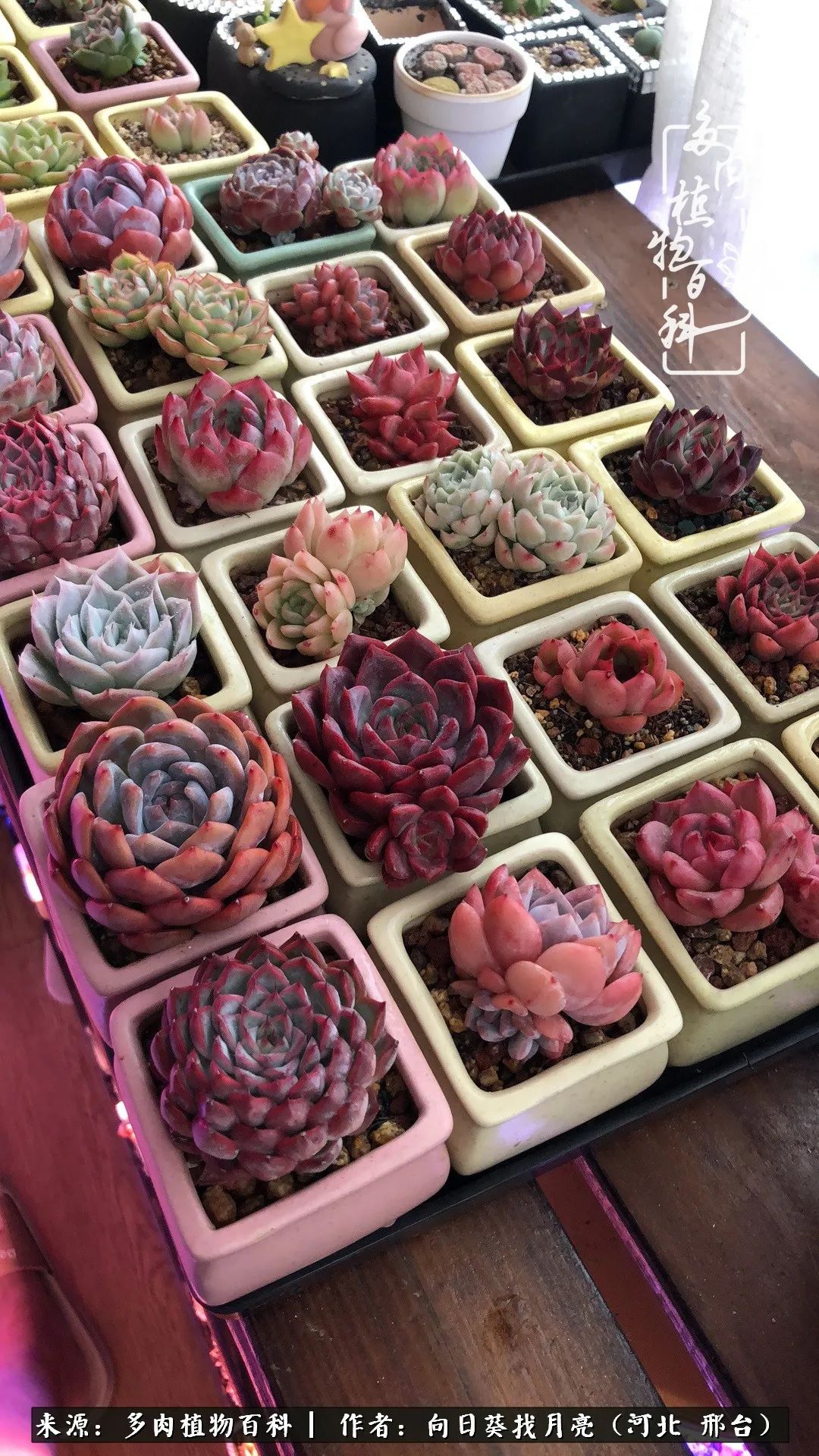 耐高温适合露养的多肉,冬日的露养多肉