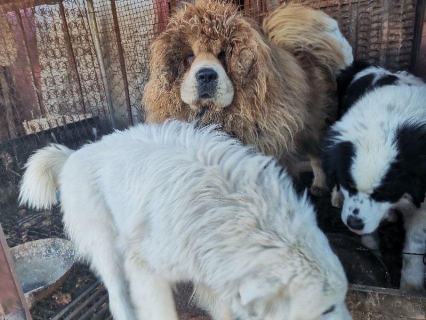 养犬要注意什么,养犬养什么好保护主人