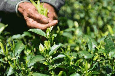 西湖龙井产区的龙井茶正宗吗,正宗西湖龙井茶如何鉴别真伪的