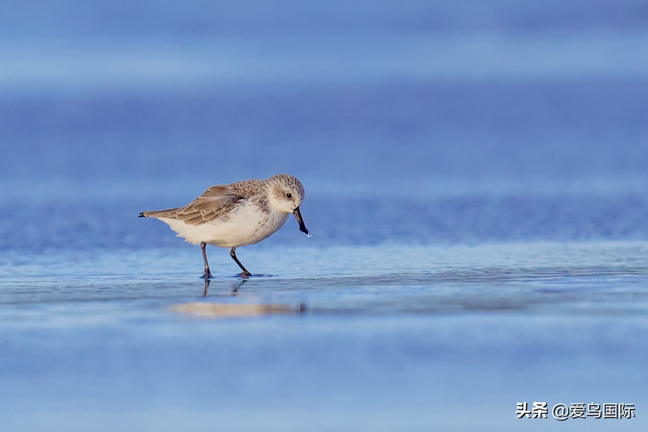 勺嘴鹬自带饭勺的小萌物,自带饭勺的勺嘴鹬