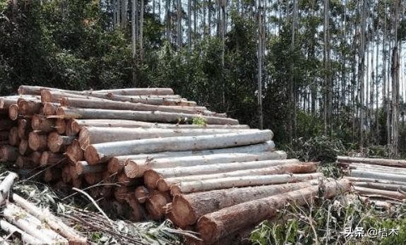 桉树为什么叫畜生桉,桉树为什么会被骂