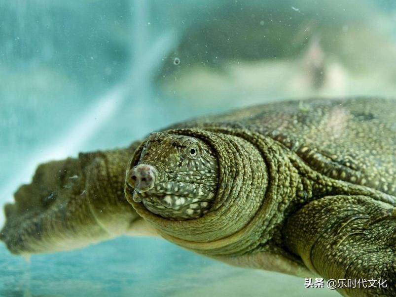 温室甲鱼的养殖方法与技术,为什么养甲鱼不养乌龟