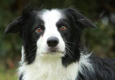 边牧犬喜乐蒂,边牧犬和喜乐蒂串串图片