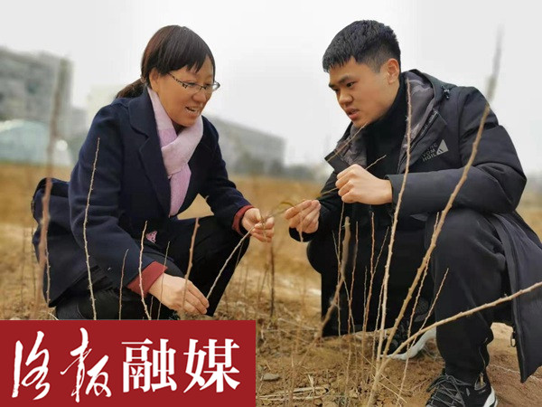 洛阳一大学老师化身“科技特派员”，为核桃树治“癌”助农增收10余万元