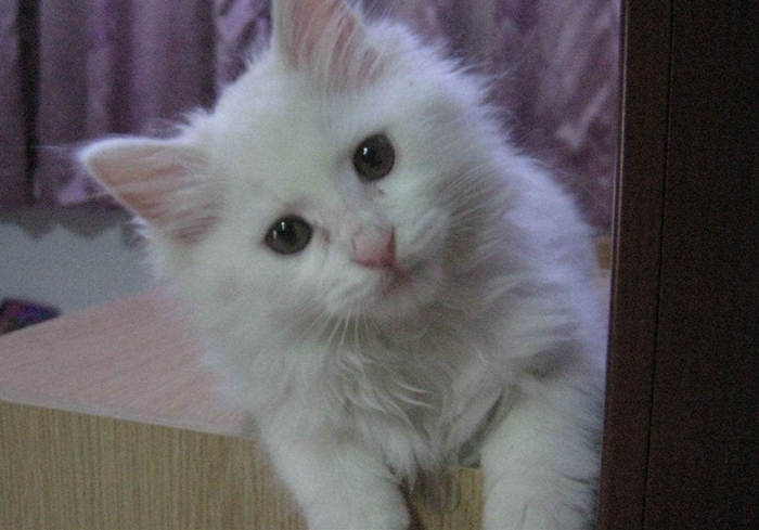 田园猫还有纯血统吗,田园猫真的很高冷吗