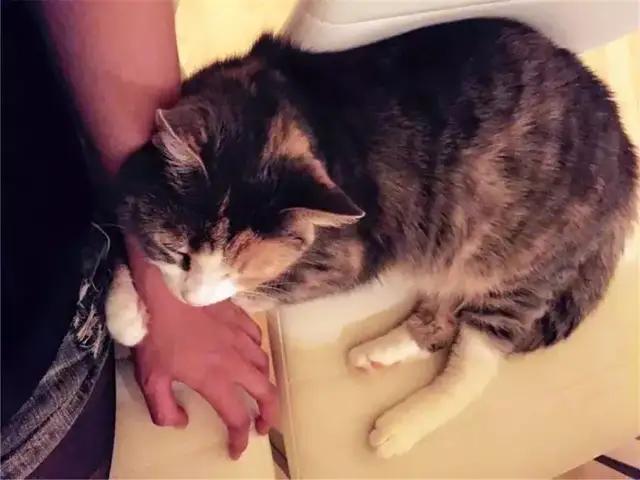 猫咪胆子小不接受新猫,猫咪胆子小不敢上猫爬架