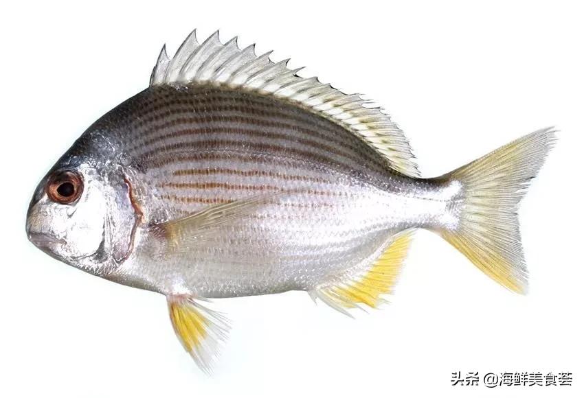 黄翅鱼如何分辨野生和养殖 (怎么看黄翅鱼是不是野生的)