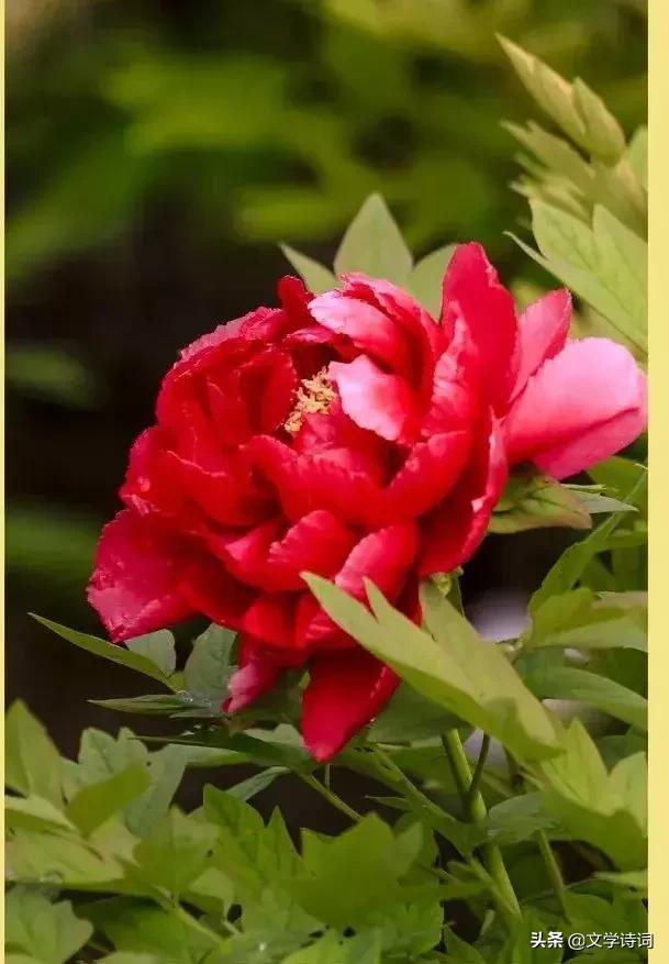 赞美牡丹花开时节动京城的诗句,牡丹诗词名句精选唯有牡丹真国色