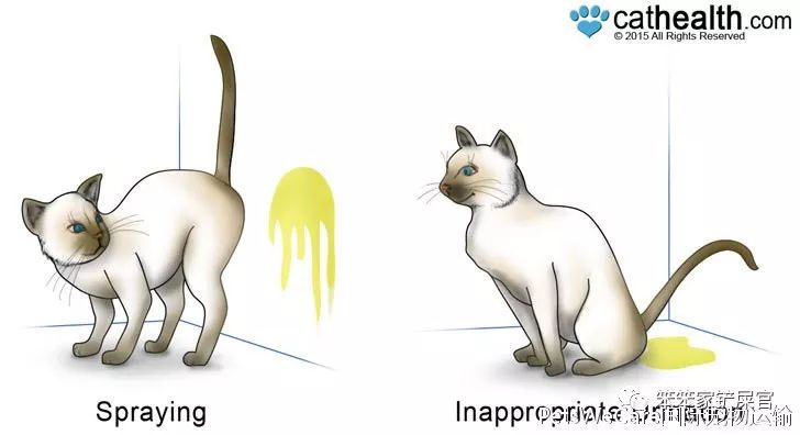 猫咪乱拉乱尿的解决方法,猫咪乱拉屎打了也不改怎么办