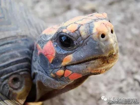 红腿象龟新手入门教程,黄腿象龟