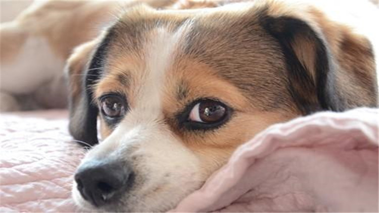 小公犬发情了有什么办法,母宠物犬发情怎么缓解