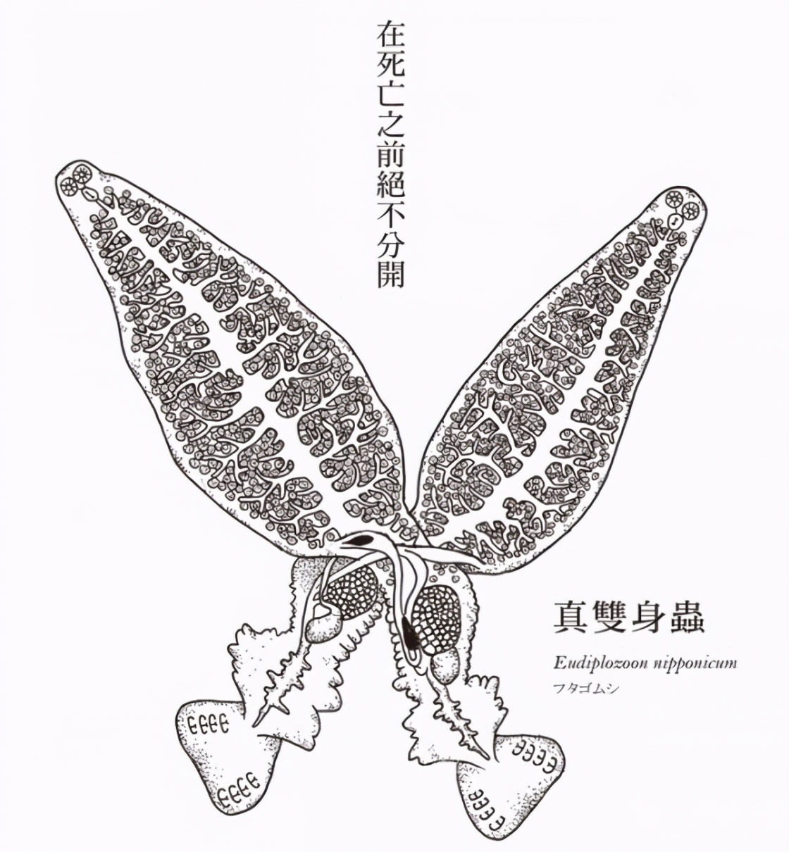 全世界一夫一妻的动物,大自然一夫一妻制的动物