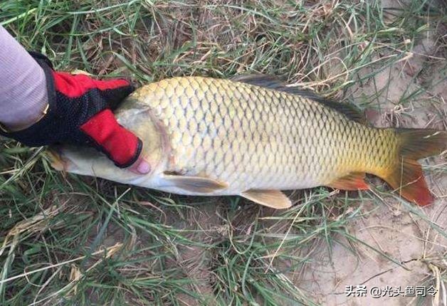 阿魏秘诱小药野钓效果咋样,野钓鲫鱼用什么小药最合适