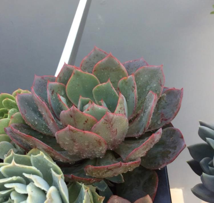 多肉出侧芽，不想要？用这3招“修理”！