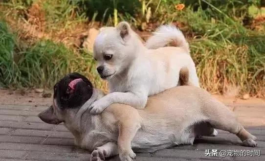 怎样训练狗狗不在家乱拉乱尿,狗狗最近在家乱尿是怎么回事