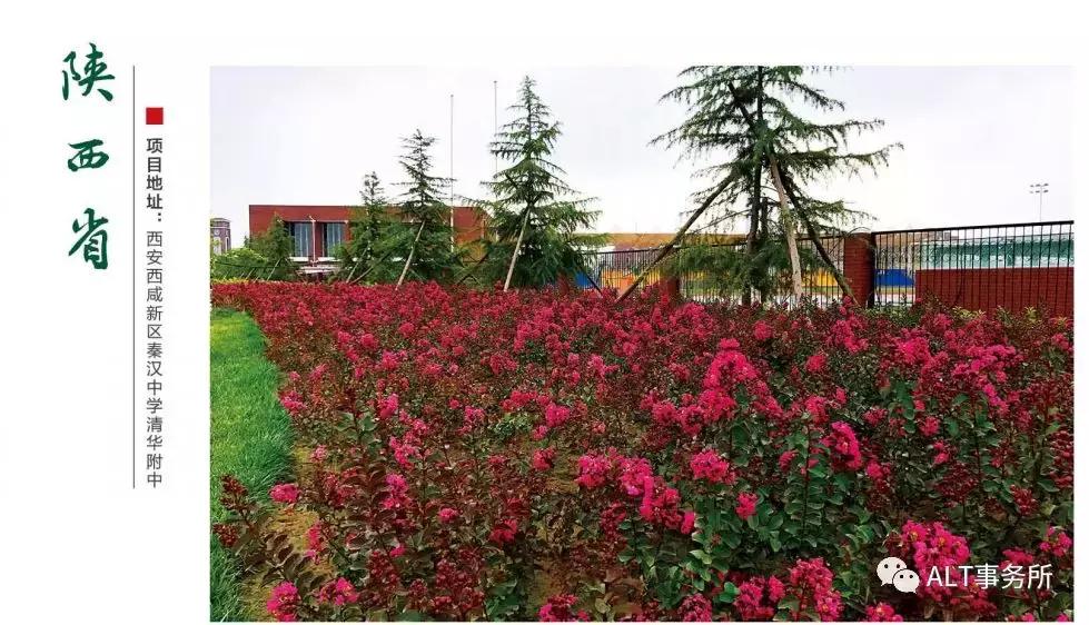 天鹅绒紫薇花烂漫,花争艳