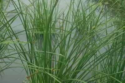 地里的野菜不认识拍照片怎么查,农田常见100种杂草图谱名称