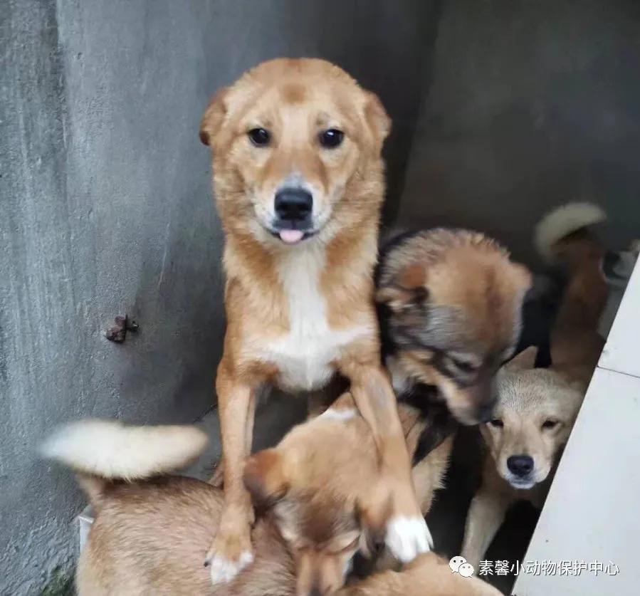 领养代替购买|2021年6月份福州线上宠物领养活动