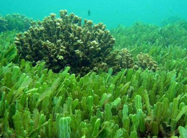 如何敷海藻面膜效果最好,海藻面膜怎么敷脸上效果最好的