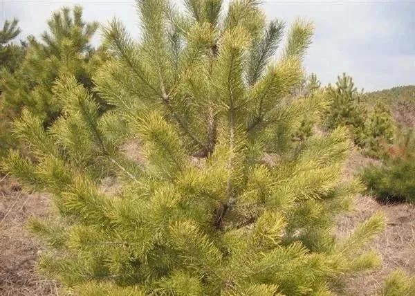 樟子松的种植方法和管理,樟子松苗前景怎么样