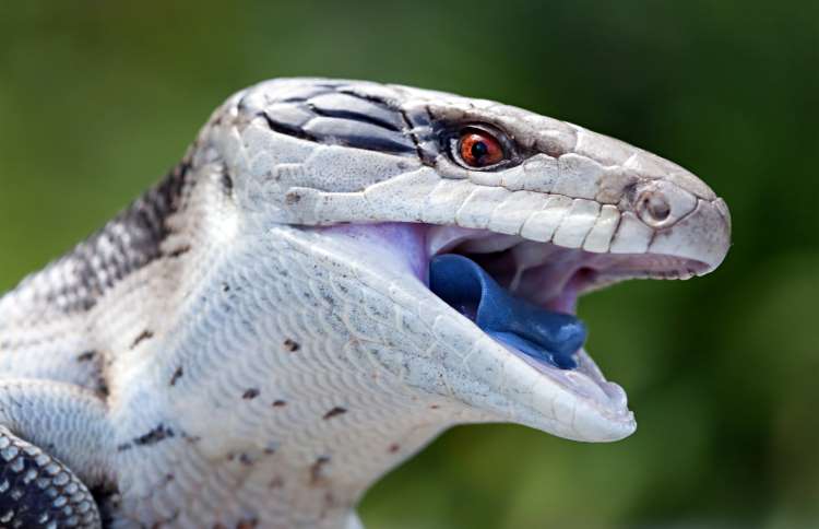 世界上十二种颜色华丽的动物,令人惊艳的17种动物绝对罕见