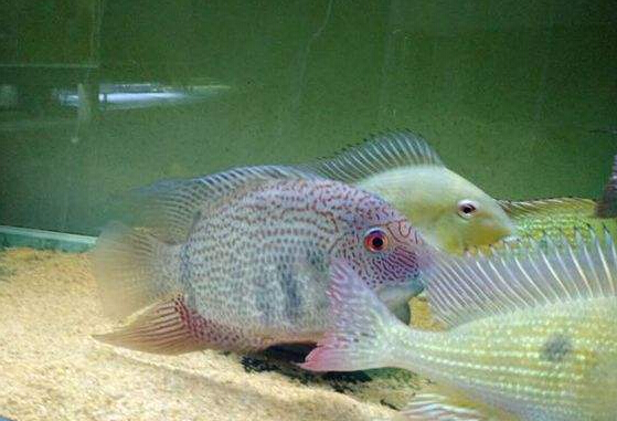 钻石菠萝鱼饲养,钴蓝菠萝鱼饲养