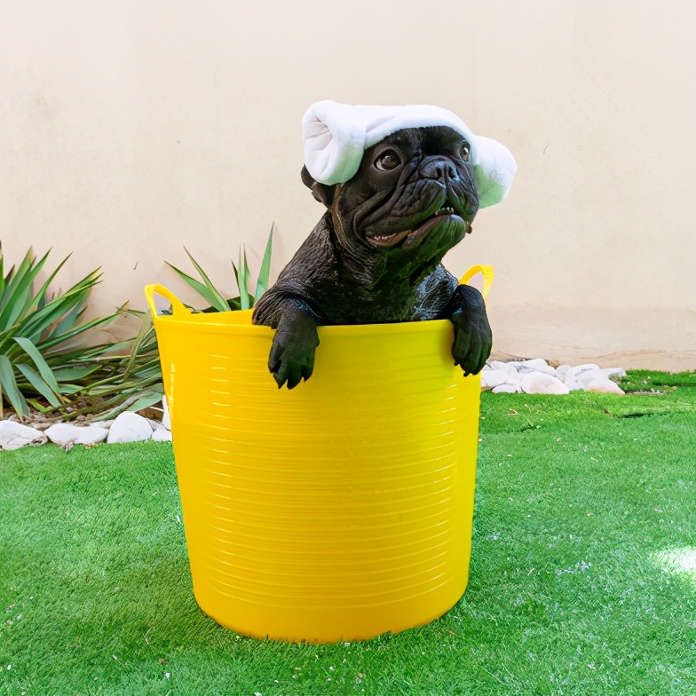 巴哥犬最忌讳的几件事,养巴哥犬有什么注意事项