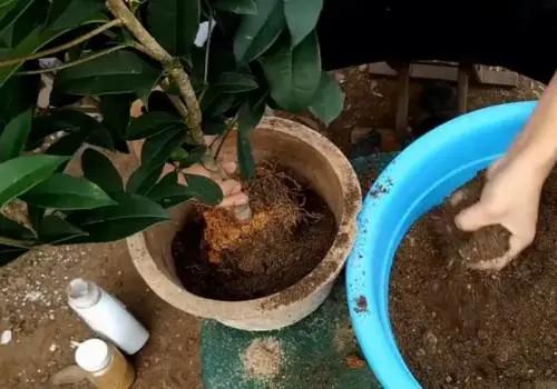 养桂花三要素,养桂花四大忌讳