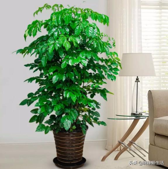 旺财旺家的3种花,5种花寓意好富贵养人