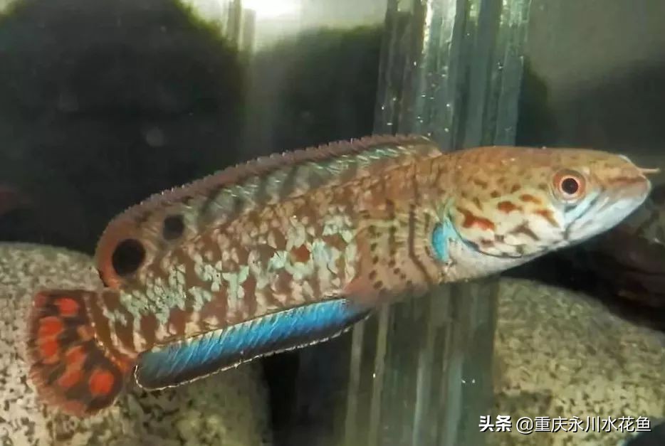 十大最好看的观赏鱼,观赏鱼100种形态