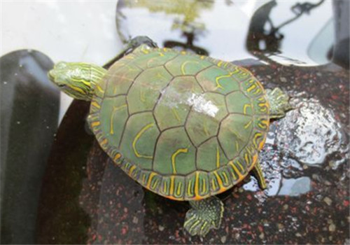 绿色的锦龟,艳丽的龟