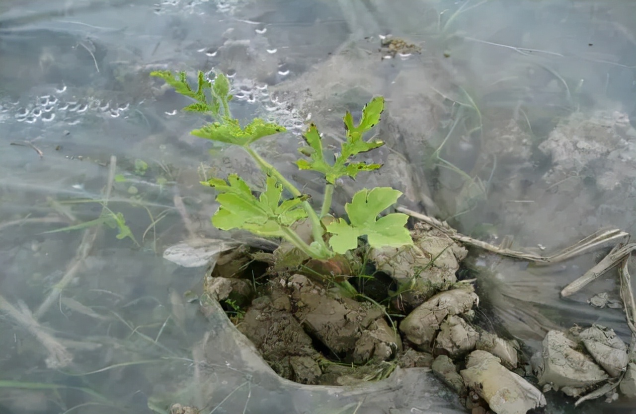 西瓜僵苗出现白根是不是缓过来了,西瓜僵瓜原因有哪些