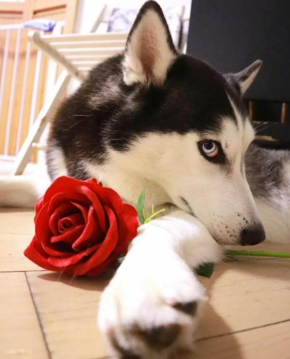 俄罗斯名犬中亚牧羊犬,俄罗斯纯种西伯利亚雪橇犬