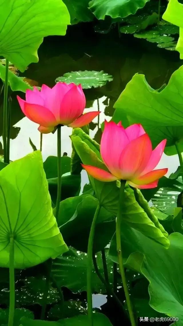 曹县魏湾镇各村姓氏分布,曹县魏湾地名