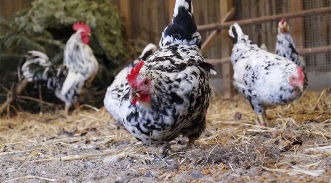 哪种蛋白质增肌效果好,如何有效合成蛋白质增肌