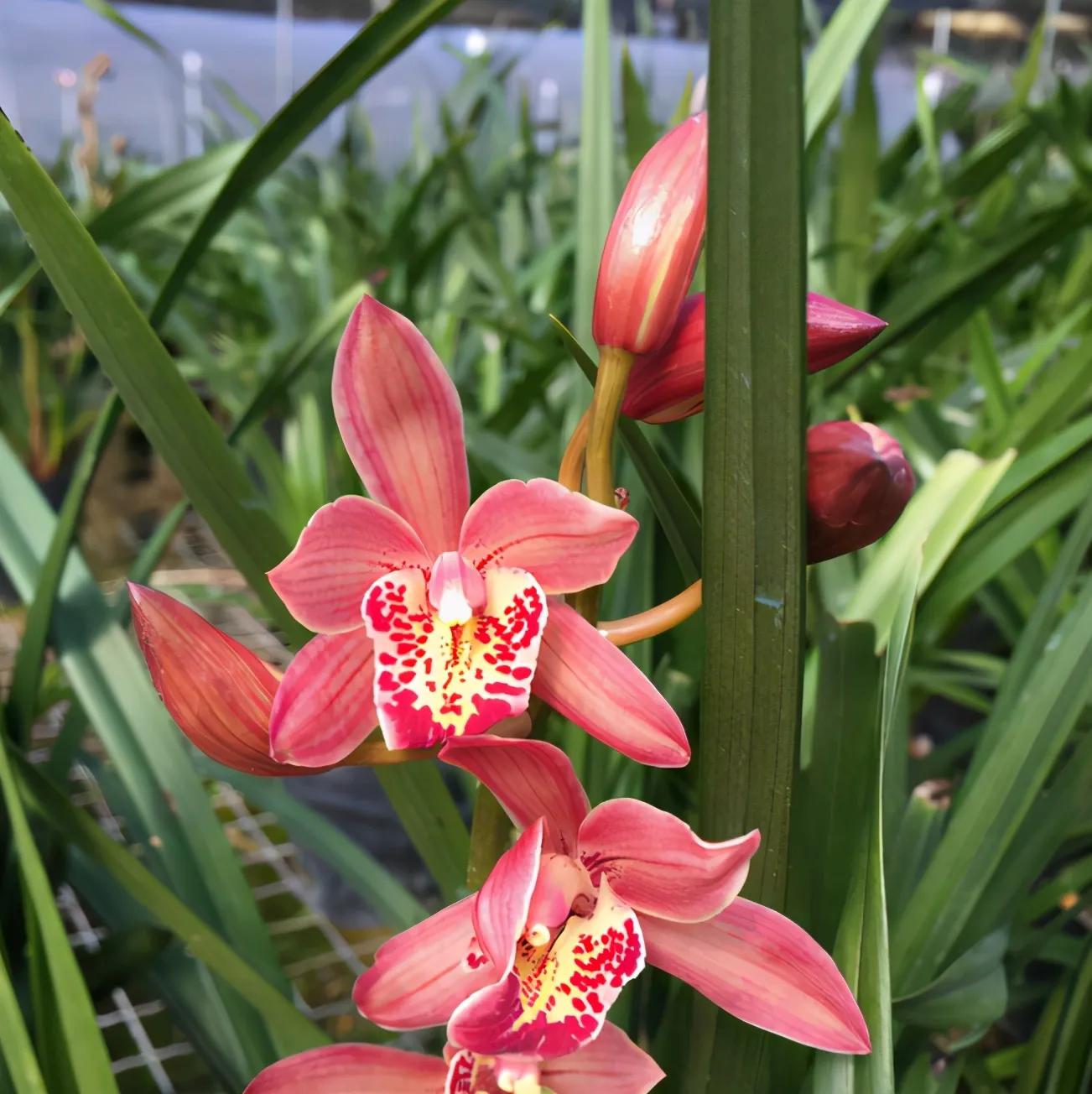 十大值得养的兰花有哪些,适合家庭养的兰花品种大全图