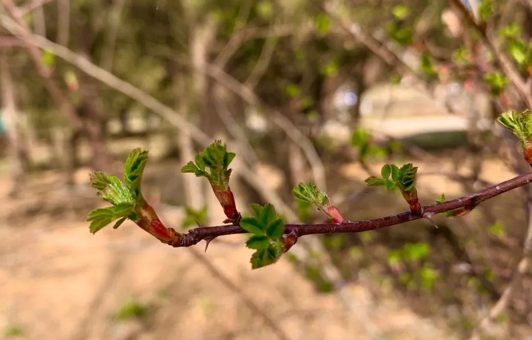 关于春天的古诗词名句大全简短,描写春天美丽景色的古诗名句大全