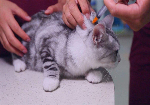 猫咪哪些情况需要去医院,猫咪有外伤用什么消炎