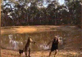 袋鼠和人打架视频,袋鼠为什么喜欢和狗狗打架