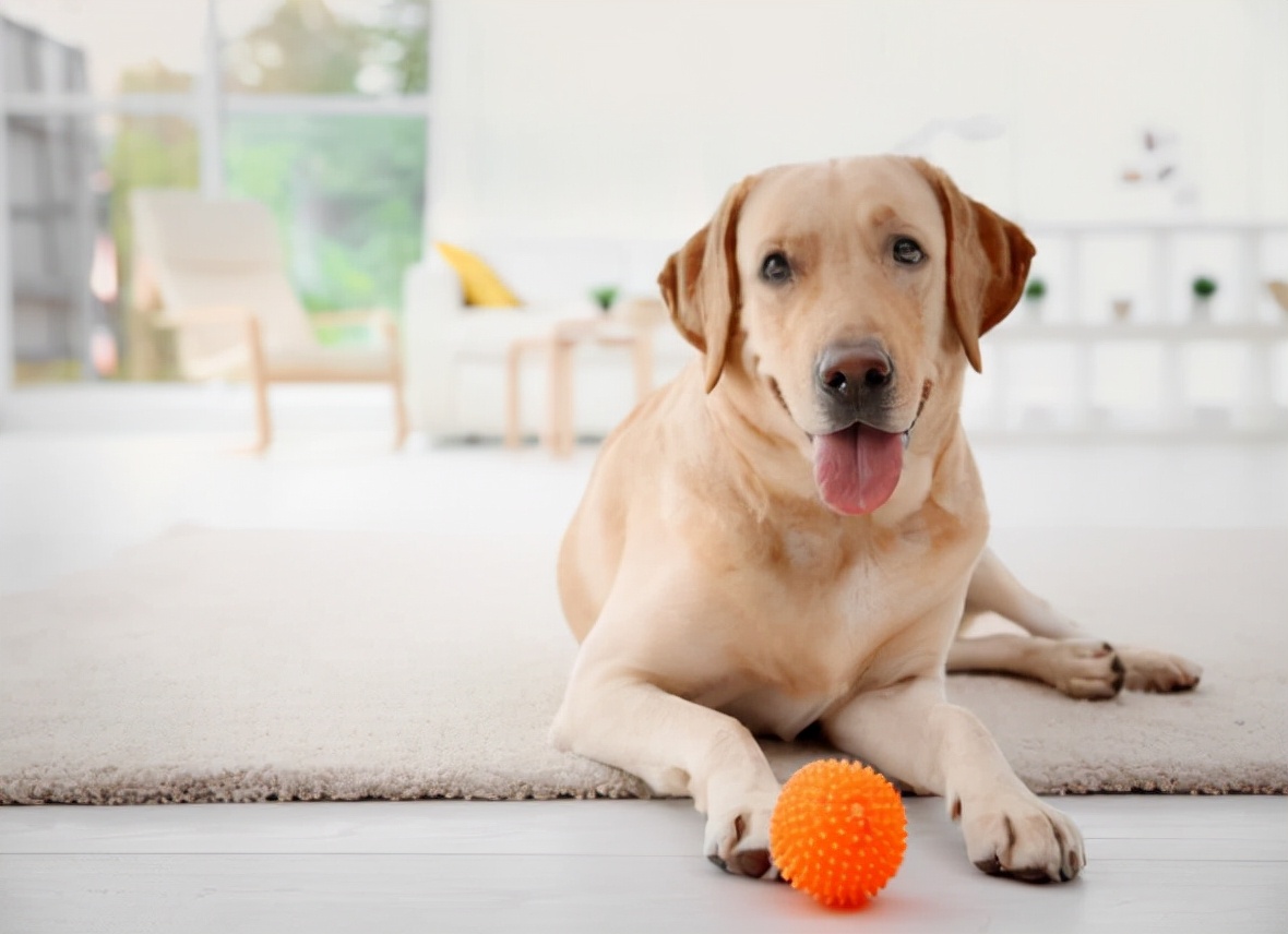 狗窒息几天才能恢复,让狗感到窒息出血了怎么办