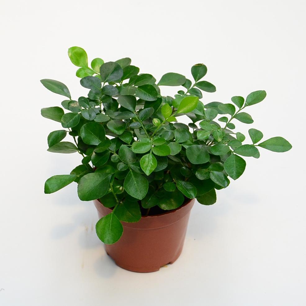 养好九里香盆景,靠这3点,魅力非凡花香十里!