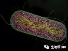 学科教学生物真题,生物教学中各种模型